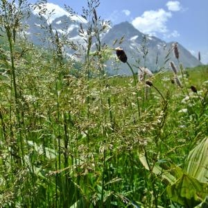 Photographie n°672521 du taxon Deschampsia cespitosa (L.) P.Beauv. [1812]