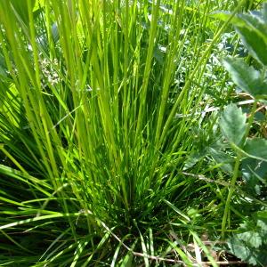 Photographie n°672522 du taxon Deschampsia cespitosa (L.) P.Beauv. [1812]
