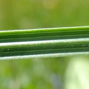 Photographie n°672523 du taxon Deschampsia cespitosa (L.) P.Beauv. [1812]