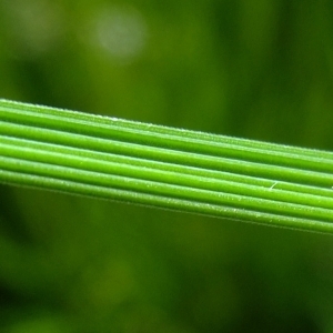 Photographie n°672524 du taxon Deschampsia cespitosa (L.) P.Beauv. [1812]