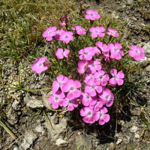 Photographie n°672526 du taxon Dianthus pavonius Tausch [1839]