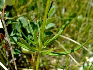 Yoan Martin, le  6 juillet 2015 (Villar-d'Arêne)