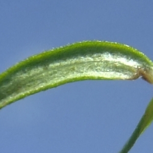 Photographie n°672544 du taxon Galium boreale L. [1753]