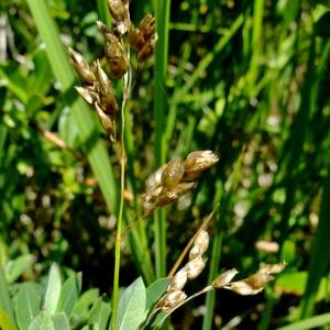 Photographie n°672547 du taxon Hierochloe odorata (L.) P.Beauv. [1812]