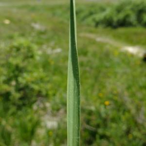 Photographie n°672598 du taxon Molinia caerulea (L.) Moench [1794]