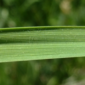 Photographie n°672599 du taxon Molinia caerulea (L.) Moench [1794]