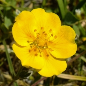 Photographie n°672643 du taxon Potentilla grandiflora L. [1753]