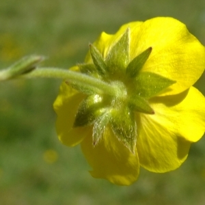 Photographie n°672644 du taxon Potentilla grandiflora L. [1753]