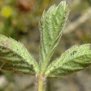 Photographie n°672647 du taxon Potentilla grandiflora L. [1753]