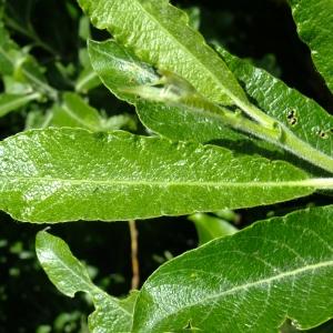 Photographie n°672657 du taxon Salix appendiculata Vill. [1789]