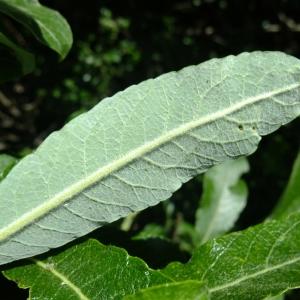 Photographie n°672658 du taxon Salix appendiculata Vill. [1789]
