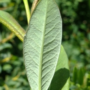 Photographie n°672666 du taxon Salix myrsinifolia Salisb. [1796]