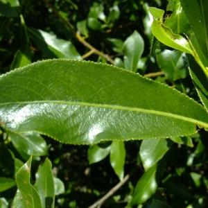 Photographie n°672670 du taxon Salix pentandra L. [1753]