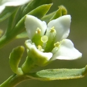 Photographie n°672690 du taxon Thesium alpinum L. [1753]