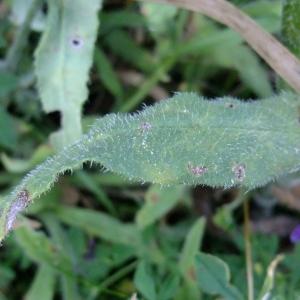 Photographie n°672696 du taxon Anchusa officinalis L. [1753]