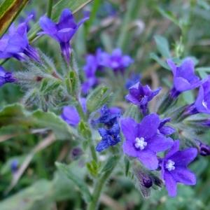 Photographie n°672697 du taxon Anchusa officinalis L. [1753]