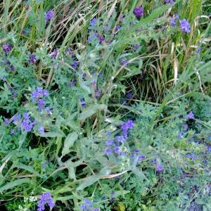 Photographie n°672698 du taxon Anchusa officinalis L. [1753]