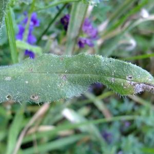 Photographie n°672699 du taxon Anchusa officinalis L. [1753]