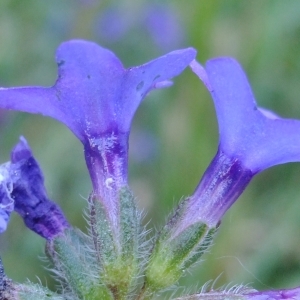 Photographie n°672700 du taxon Anchusa officinalis L. [1753]
