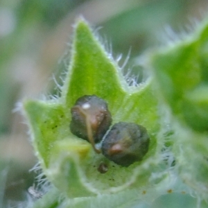 Photographie n°672701 du taxon Anchusa officinalis L. [1753]