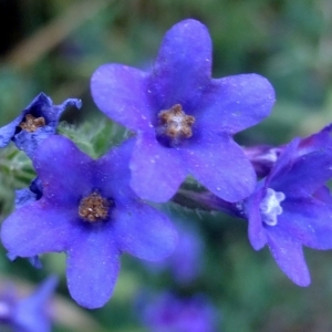 Photographie n°672702 du taxon Anchusa officinalis L. [1753]
