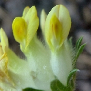 Photographie n°672705 du taxon Anthyllis vulneraria L. [1753]