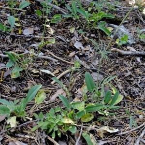 Photographie n°672706 du taxon Anthyllis vulneraria L. [1753]