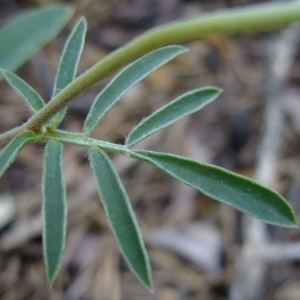 Photographie n°672707 du taxon Anthyllis vulneraria L. [1753]