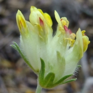 Photographie n°672708 du taxon Anthyllis vulneraria L. [1753]