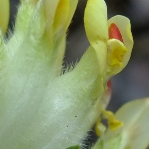 Photographie n°672709 du taxon Anthyllis vulneraria L. [1753]
