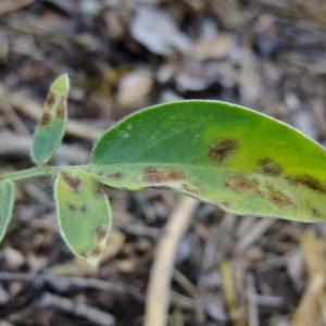 Photographie n°672710 du taxon Anthyllis vulneraria L. [1753]