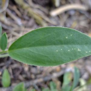 Photographie n°672711 du taxon Anthyllis vulneraria L. [1753]