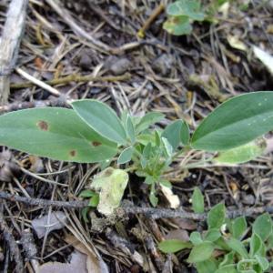 Photographie n°672712 du taxon Anthyllis vulneraria L. [1753]