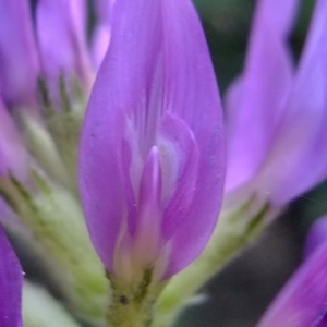 Photographie n°672727 du taxon Astragalus onobrychis L. [1753]