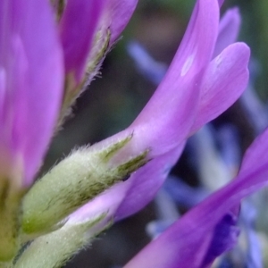 Photographie n°672728 du taxon Astragalus onobrychis L. [1753]