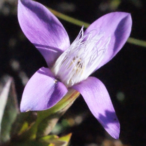  - Gentianella campestris (L.) Börner