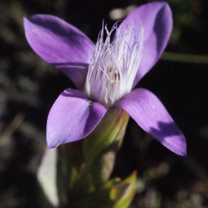 Lexipyretum campestre (L.) Dulac (Gentiane des champs)