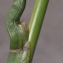  Liliane Roubaudi - Juncus articulatus L. [1753]