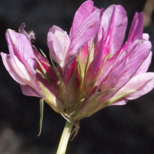 Photographie n°672782 du taxon Trifolium alpinum L. [1753]