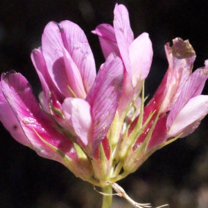 Photographie n°672784 du taxon Trifolium alpinum L. [1753]