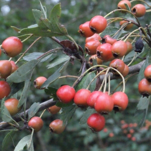 Photographie n°672788 du taxon Crataegus monogyna Jacq. [1775]