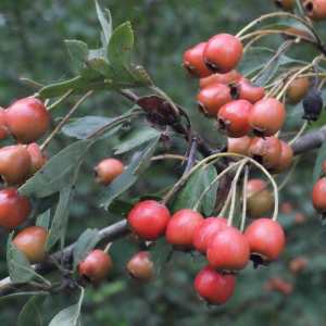 Photographie n°672789 du taxon Crataegus monogyna Jacq. [1775]