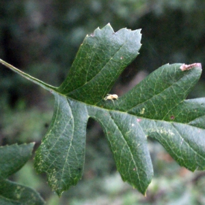 Photographie n°672791 du taxon Crataegus monogyna Jacq. [1775]