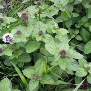 Photographie n°672800 du taxon Mentha aquatica L.