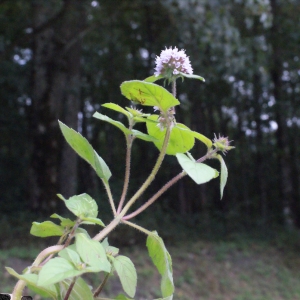 Photographie n°672802 du taxon Mentha aquatica L.