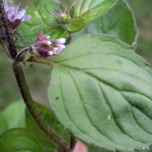 Photographie n°672803 du taxon Mentha aquatica L.