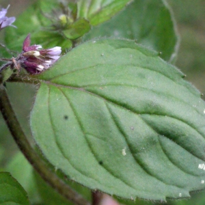 Photographie n°672804 du taxon Mentha aquatica L.