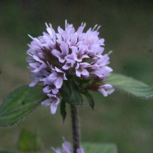 Photographie n°672809 du taxon Mentha aquatica L.