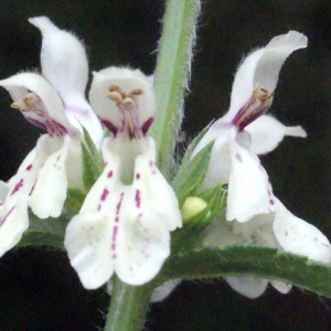 Photographie n°672819 du taxon Stachys recta L.