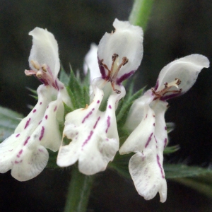 Photographie n°672822 du taxon Stachys recta L.